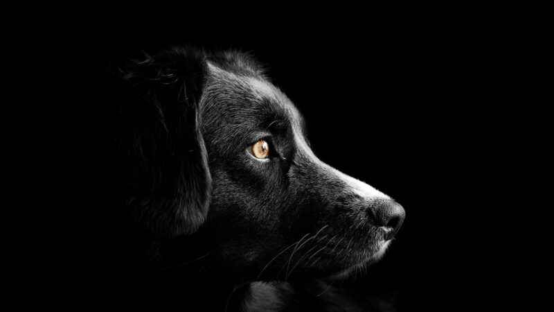Szymon Hołownia mierzy się ze stratą ukochanego psa: emocjonalny wpis na Facebooku