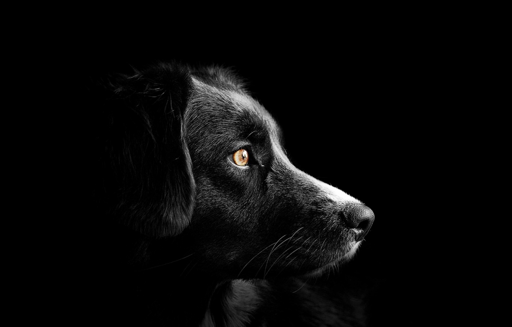 Szymon Hołownia mierzy się ze stratą ukochanego psa: emocjonalny wpis na Facebooku
