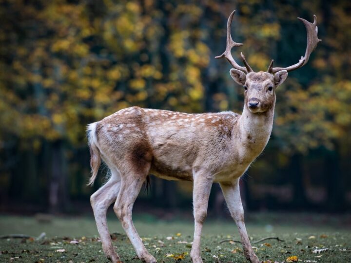 Światło na misteria sarny – najpospolitszego polskiego ssaka parzystokopytnego