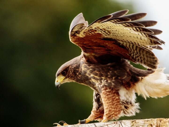 Jastrząb (Accipiter gentilis) – gracz w niekończącej się walce o przetrwanie