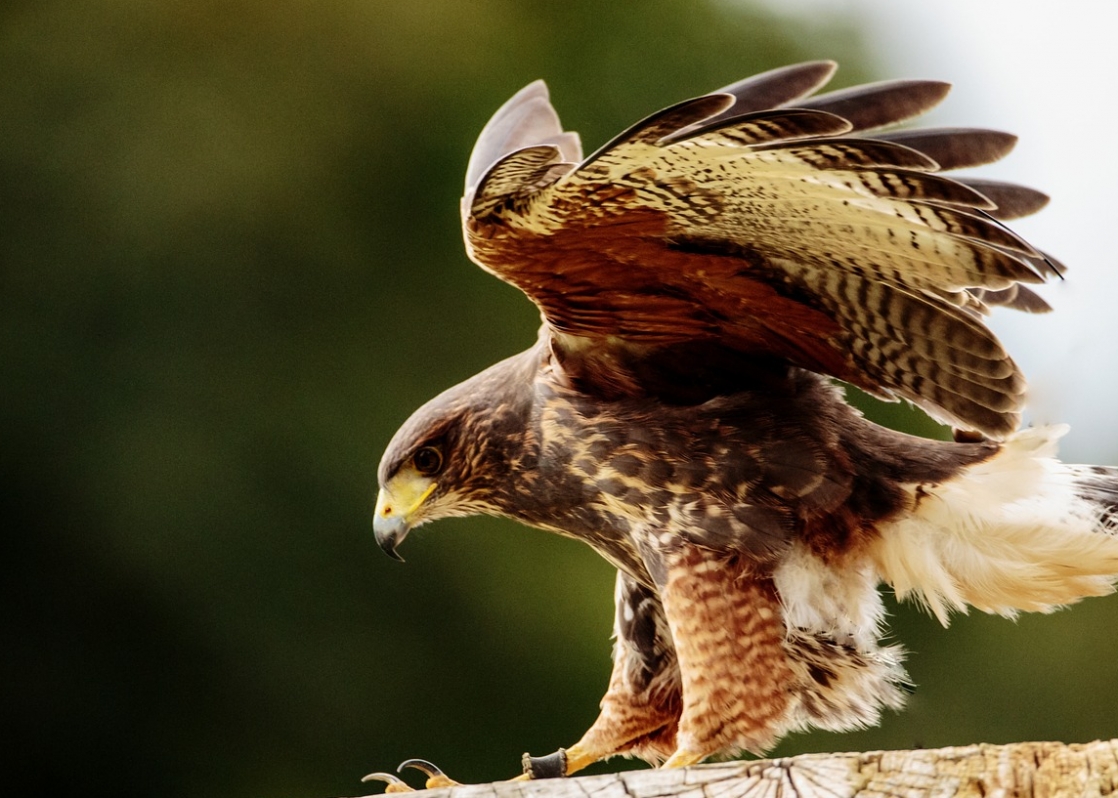 Jastrząb (Accipiter gentilis) – gracz w niekończącej się walce o przetrwanie