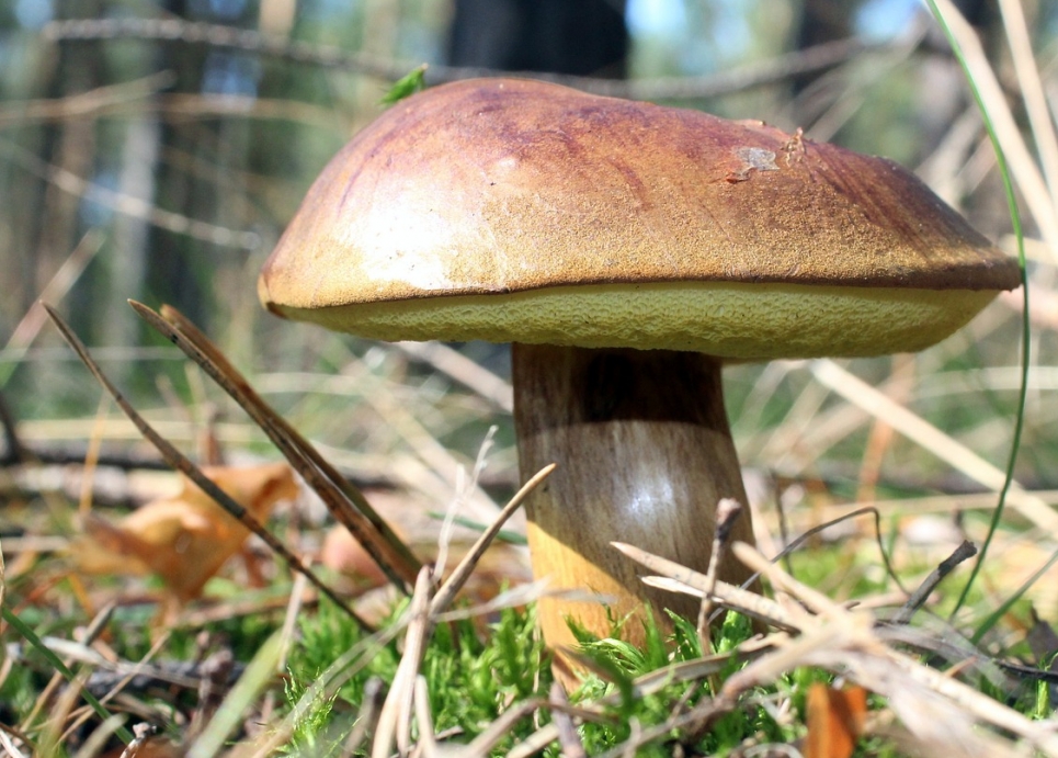 Podgrzybek Brunatny – Skarb Natury. Charakterystyka, Lokalizacje i Fotografie