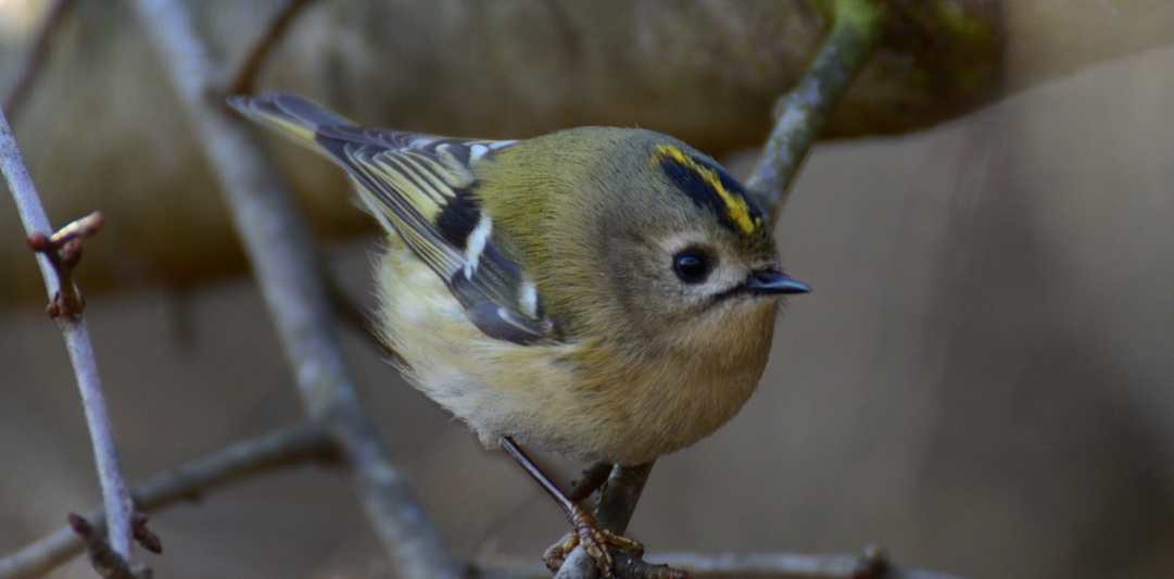 Mysikrólik – fascynujący miniaturowy ptak o niepowtarzalnym pięknie