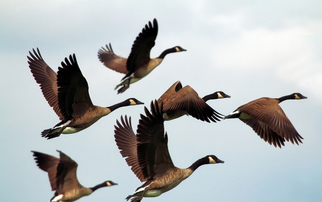 Ornitoza, czyli choroba przekazywana przez ptaki – objawy i metody terapii
