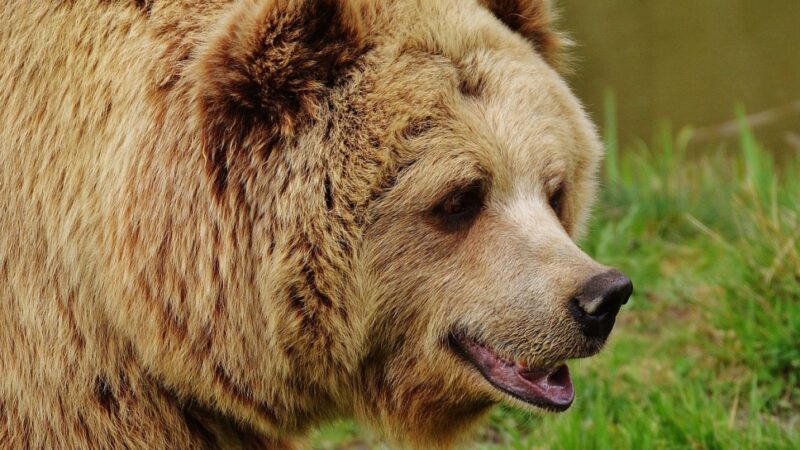 Spotkanie z niedźwiedziem w Niżnych Tatrach zakończone dramatycznie: śmierć 31-letniej turystki