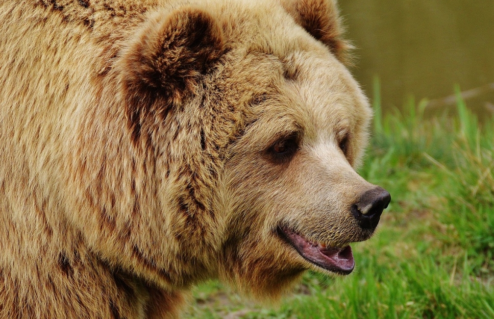 Spotkanie z niedźwiedziem w Niżnych Tatrach zakończone dramatycznie: śmierć 31-letniej turystki