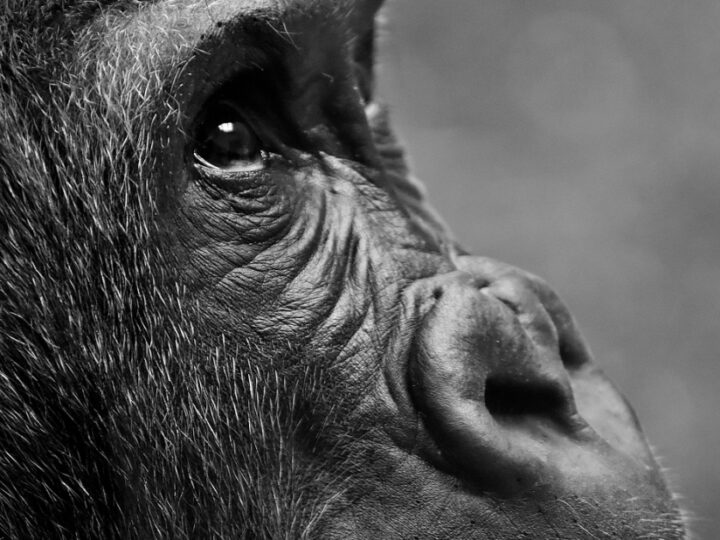 Majestatyczne uderzenia w klatkę piersiową: Sekrety zachowań goryli odkryte przez niemieckich prymatologów