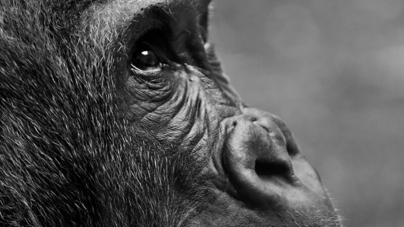 Majestatyczne uderzenia w klatkę piersiową: Sekrety zachowań goryli odkryte przez niemieckich prymatologów