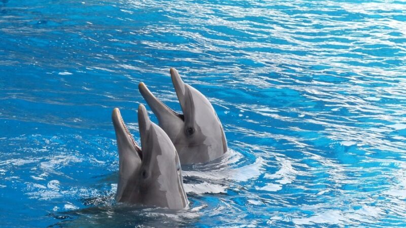 Delfiny butlonose a naczelne – niezwykłe podobieństwo cech osobowości zaskakuje naukowców