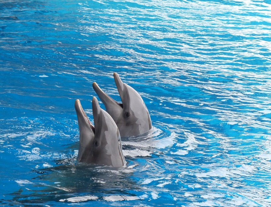 Delfiny butlonose a naczelne – niezwykłe podobieństwo cech osobowości zaskakuje naukowców