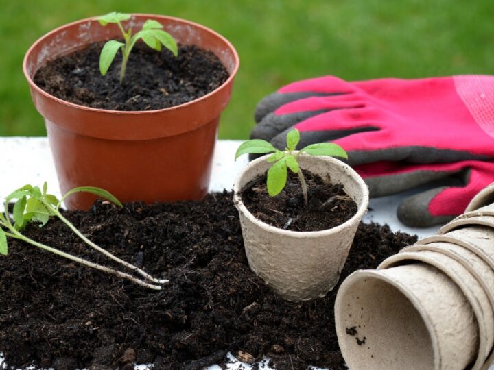 Poradnik ogrodnika: jakie warzywa i zioła sadzić oraz wysiewać w kwietniu?