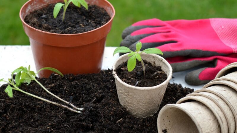 Poradnik ogrodnika: jakie warzywa i zioła sadzić oraz wysiewać w kwietniu?