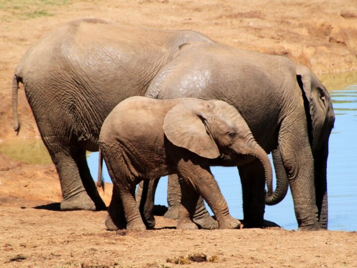 Odmienna atrakcja: Tanzania i jej niezliczone tajemnice