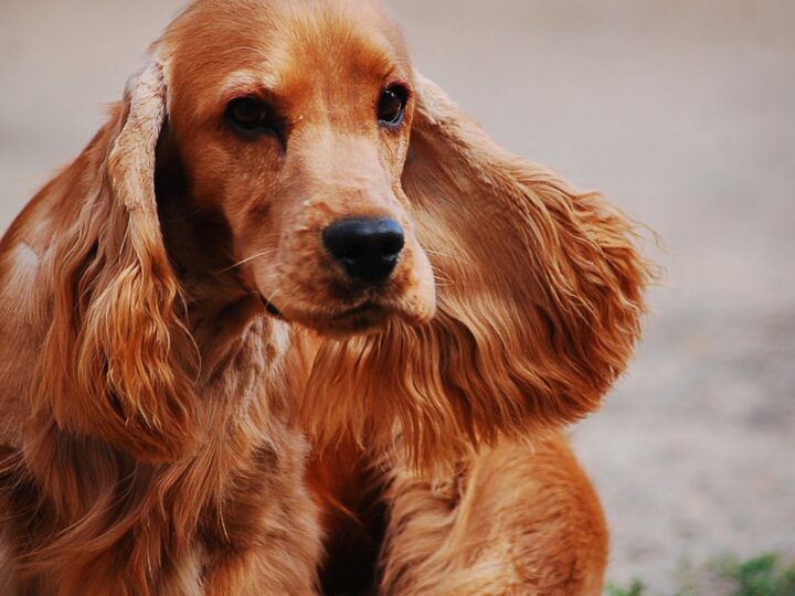 Cocker spaniel – czarujący towarzysz z myśliwską przeszłością