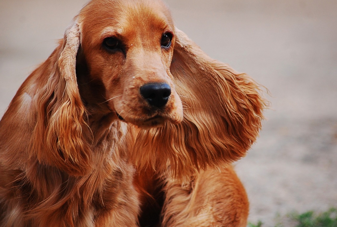 Cocker spaniel – czarujący towarzysz z myśliwską przeszłością