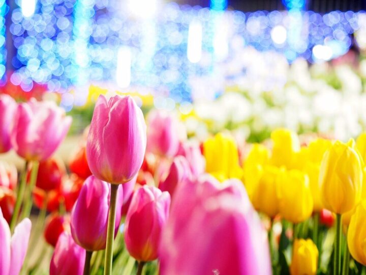 Festiwal Tulipanów w Holandii 2024: Przewodnik po Keukenhof i Amsterdamie