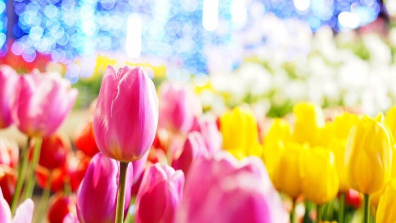Festiwal Tulipanów w Holandii 2024: Przewodnik po Keukenhof i Amsterdamie